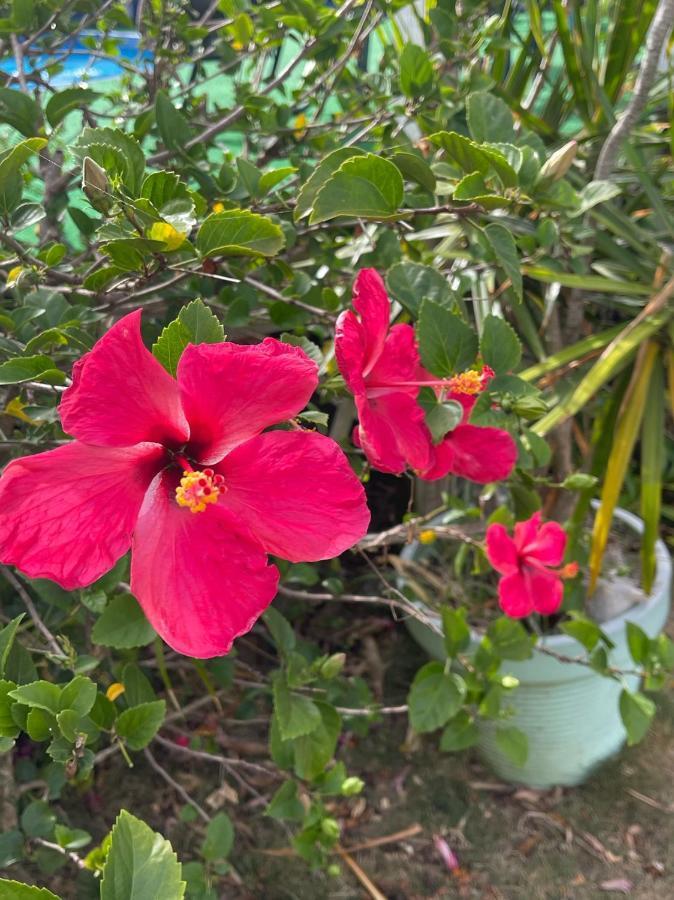 Esperanza Inn Guesthouse (Adults Only) Vieques Luaran gambar